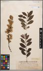 Foto von Salix cinerea L.